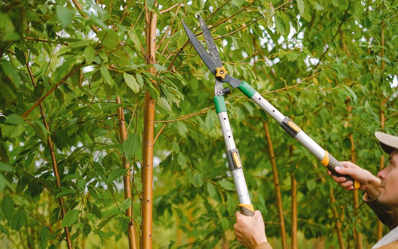 Tree trimming in Saulsville, WV