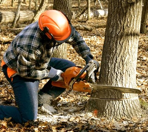 Tree Removal in Saulsville, WV